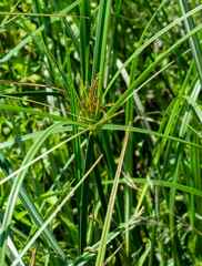 Cyperus longus