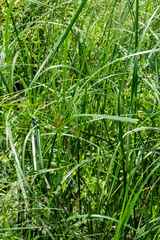 Cyperus longus