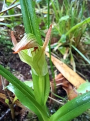 Pterostylis silvicultrix