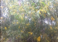 Acacia pycnantha