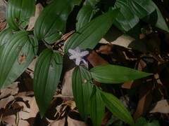 Tripladenia cunninghamii