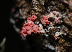 Marchandiomyces corallinus
