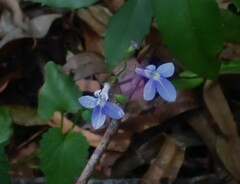 Lobelia trigonocaulis