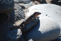 Gallotia stehlini