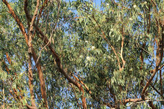 Eucalyptus planchoniana
