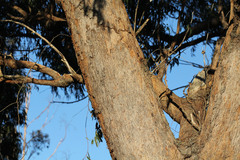 Eucalyptus planchoniana