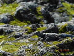 Sceloporus mucronatus