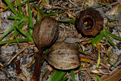 Eucalyptus planchoniana