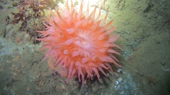 Cribrinopsis similis