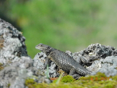 Sceloporus mucronatus