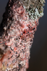 Marchandiomyces corallinus
