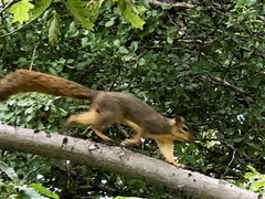 Sciurus niger
