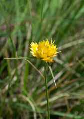 Cyperus sphaerocephalus