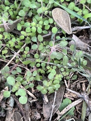 Parietaria pensylvanica