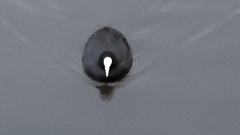 Fulica atra