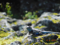 Sceloporus mucronatus