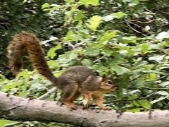 Sciurus niger