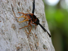 Synagris cornuta