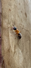 Camponotus sansabeanus