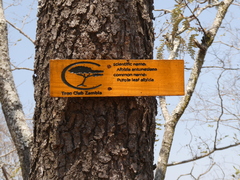 Albizia antunesiana