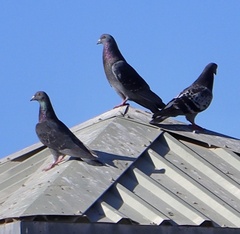 Columba livia domestica