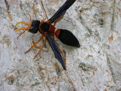 Synagris cornuta