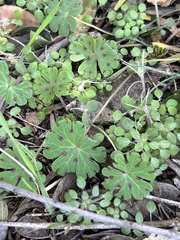 Geranium carolinianum