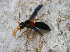 Synagris cornuta