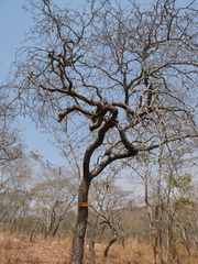 Albizia antunesiana