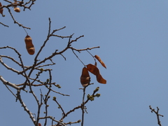 Albizia antunesiana
