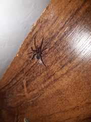 Asthenoctenus borellii