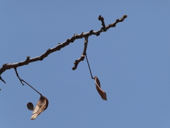 Albizia antunesiana