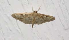 Herpetogramma thestealis