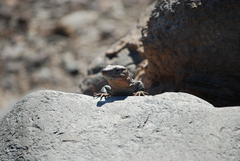 Gallotia stehlini