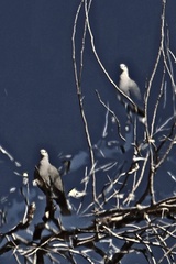 Streptopelia decaocto