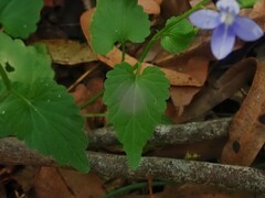 Lobelia trigonocaulis