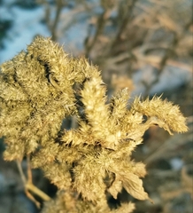 Amaranthus retroflexus