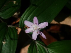 Tripladenia cunninghamii