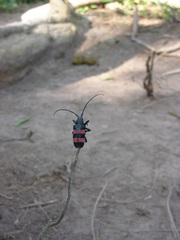 Ceroplesis bicincta