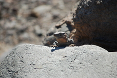 Gallotia stehlini