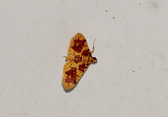 Conogethes haemactalis