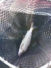 Coregonus clupeaformis