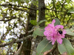 Rhododendron smokianum