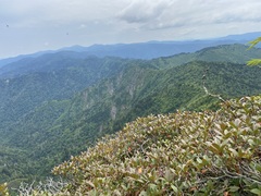 Rhododendron smokianum