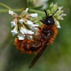 Dasyscolia ciliata