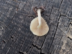 Bolbitius aleuriatus