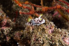 Goniobranchus geometricus