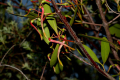 Muellerina celastroides