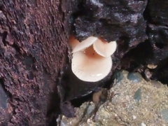 Bolbitius aleuriatus