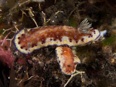 Goniobranchus collingwoodi